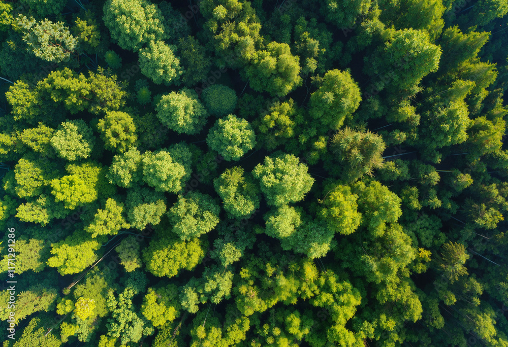 Naklejka premium Aerial view of lush green forest canopy, showcasing the diversity of treetops in nature