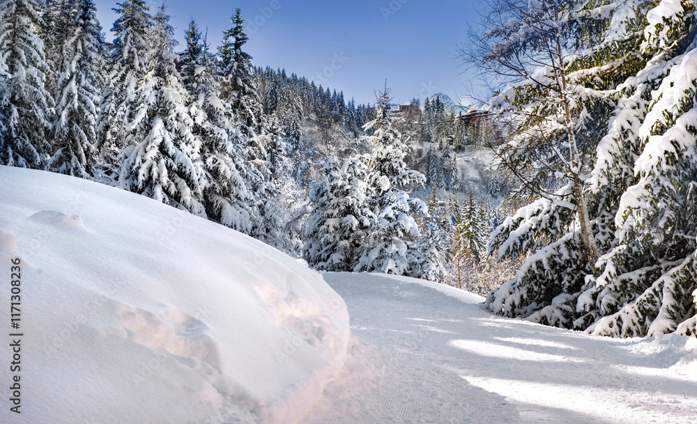 Obraz premium ski slope crossing a beautiful forest with firs covered with snow in tarentaise ski resort french alps