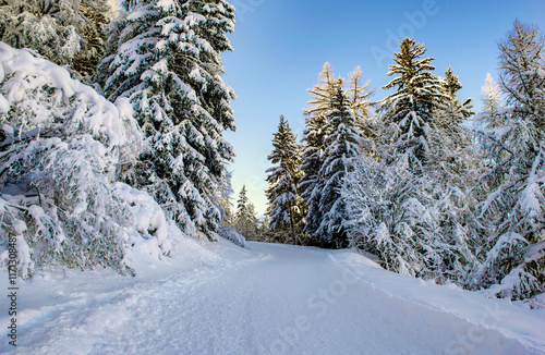 ski slope crossing a beautiful forest with firs covered with snow in tarentai...