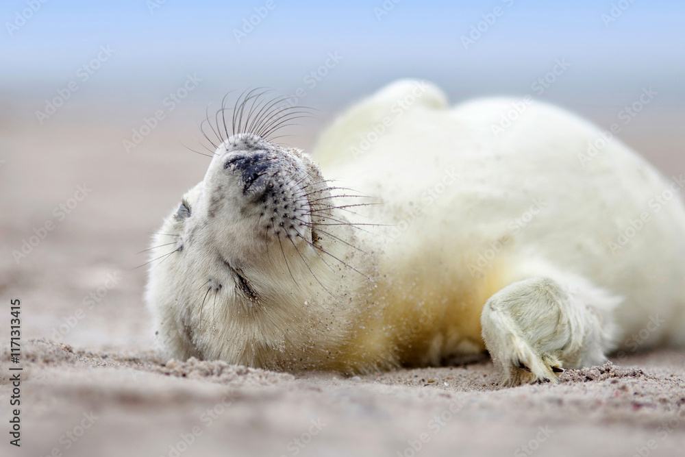 sleeping gray seal baby on the beach, newborn white seal on North Sea beach sleeping gray seal baby on the beach, newborn white seal on North Sea beach