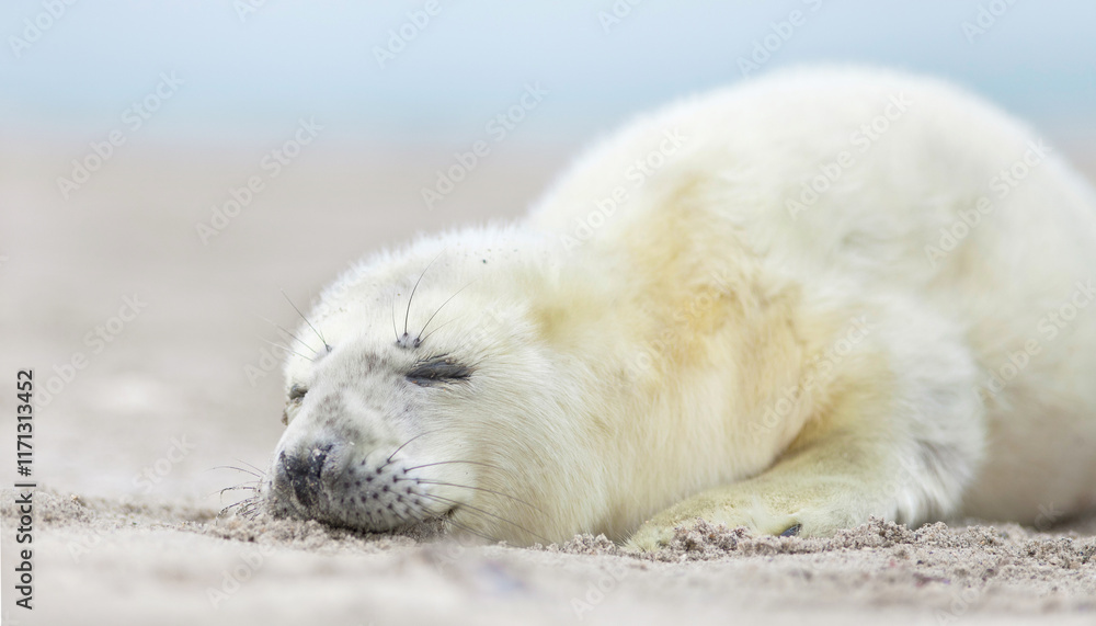 cute gray seal baby is sleeping on the beach, newborn seal with white fluffy fur