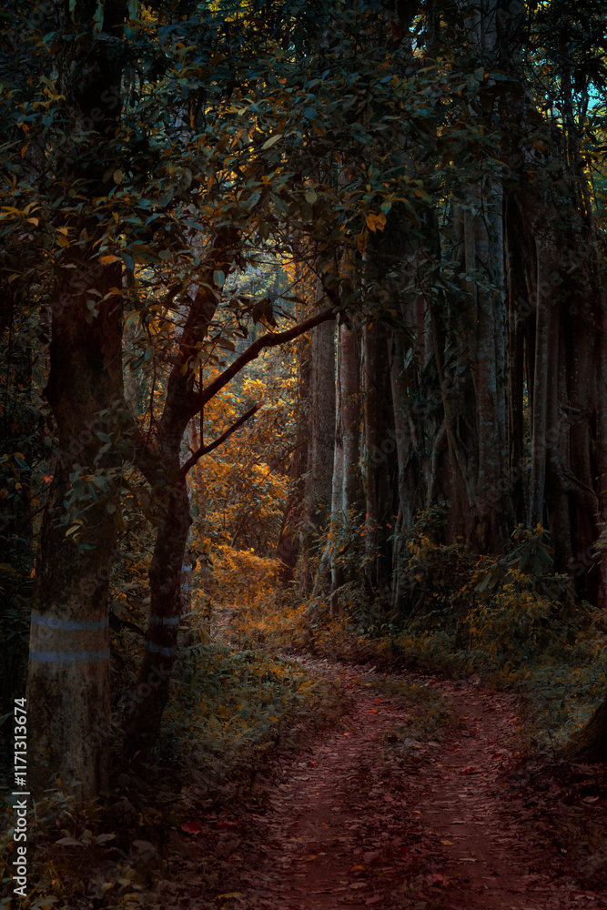 Fototapeta premium Down the Brown Wood