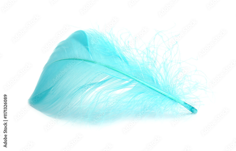 One fluffy light feather isolated on white One fluffy light feather isolated on white