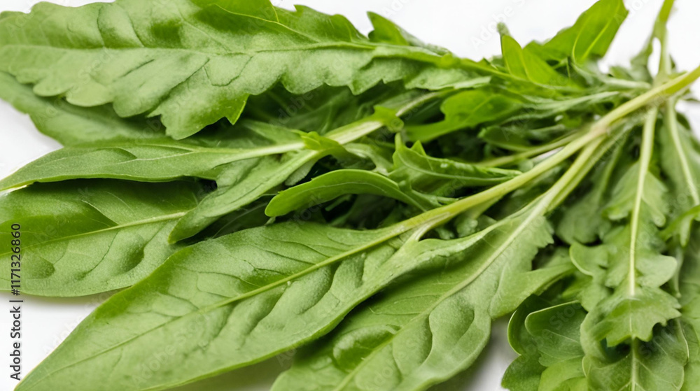 arugula isolated on white background arugula isolated on white background