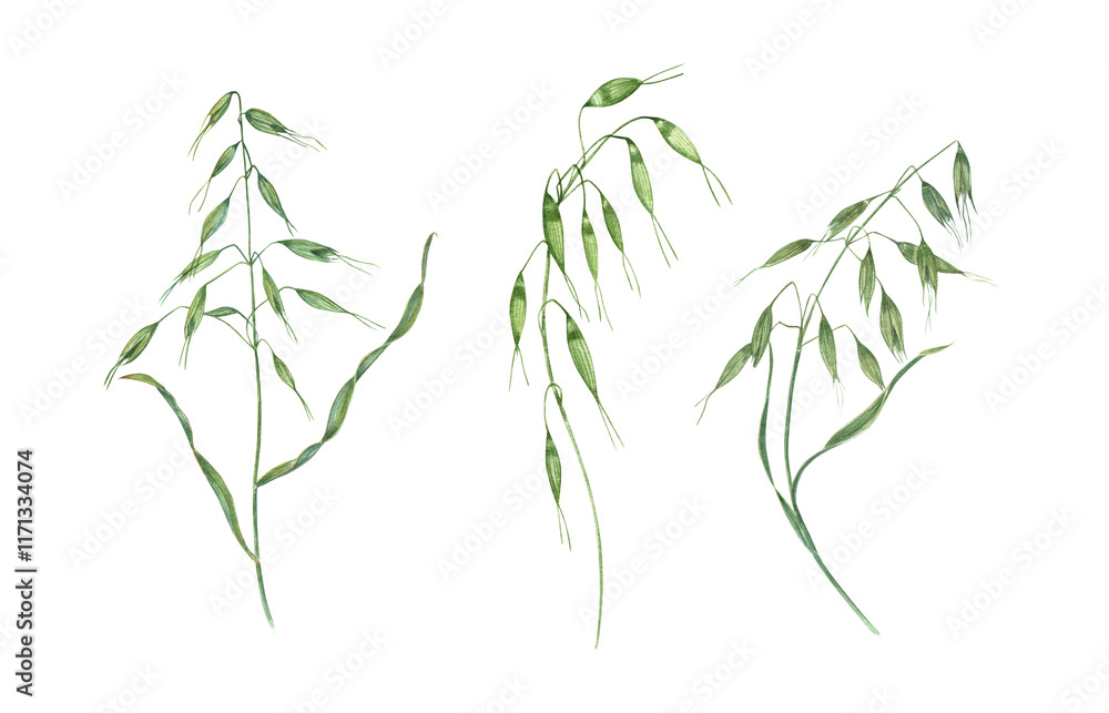 Fototapeta premium Watercolor wild meadow oats illustration clip art. Three green spikelet of cereals grass with seeds, leaves. Floral elements for print, invitation design, postcards, bouquet decor