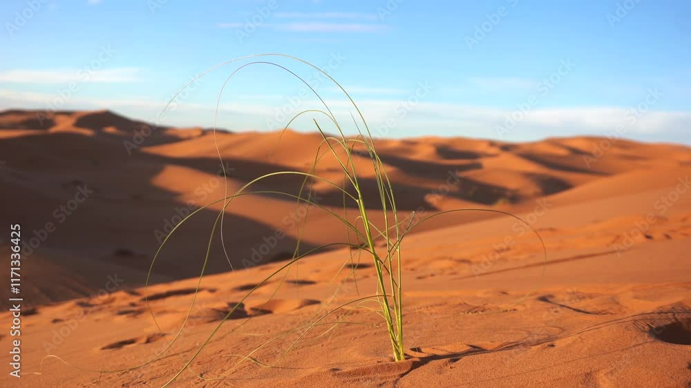 grass green vegetation grows in the desert from the Sahara in Morocco among the arid sand dunes, global warming and climate change concept - drought and survival of plants that need water for rain