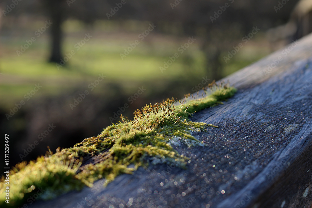 Obraz premium moss on the bridge