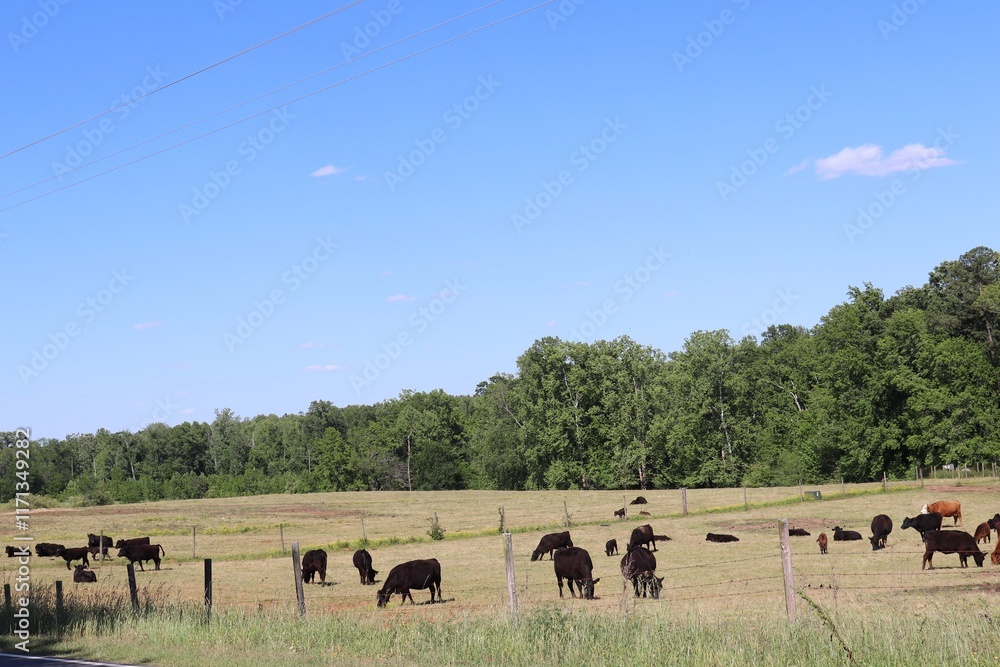 Obraz premium herd of cows