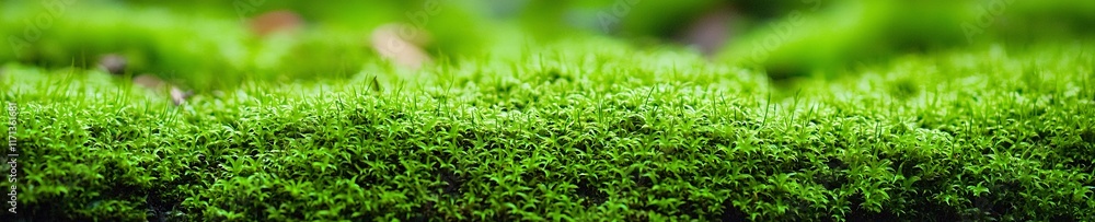 Lush Green Moss Texture Nature Background Botany Plants Lush Green Moss Texture Nature Background Botany Plants
