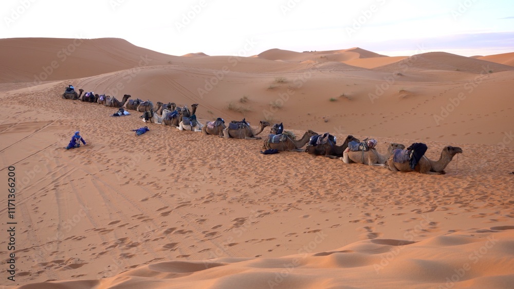 Caravan going through the sand dunes in the Sahara Desert, Morocco - Merzuga - tourist visit the desert on camels during the holidays - adventure and freedom during a trip , safari - organized travel