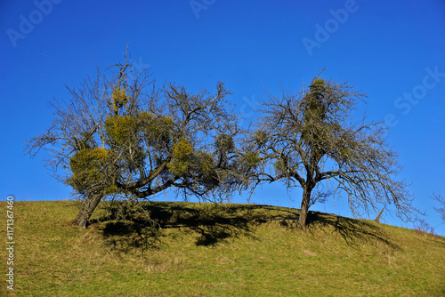 Apfelbäume mit Misteln; photo