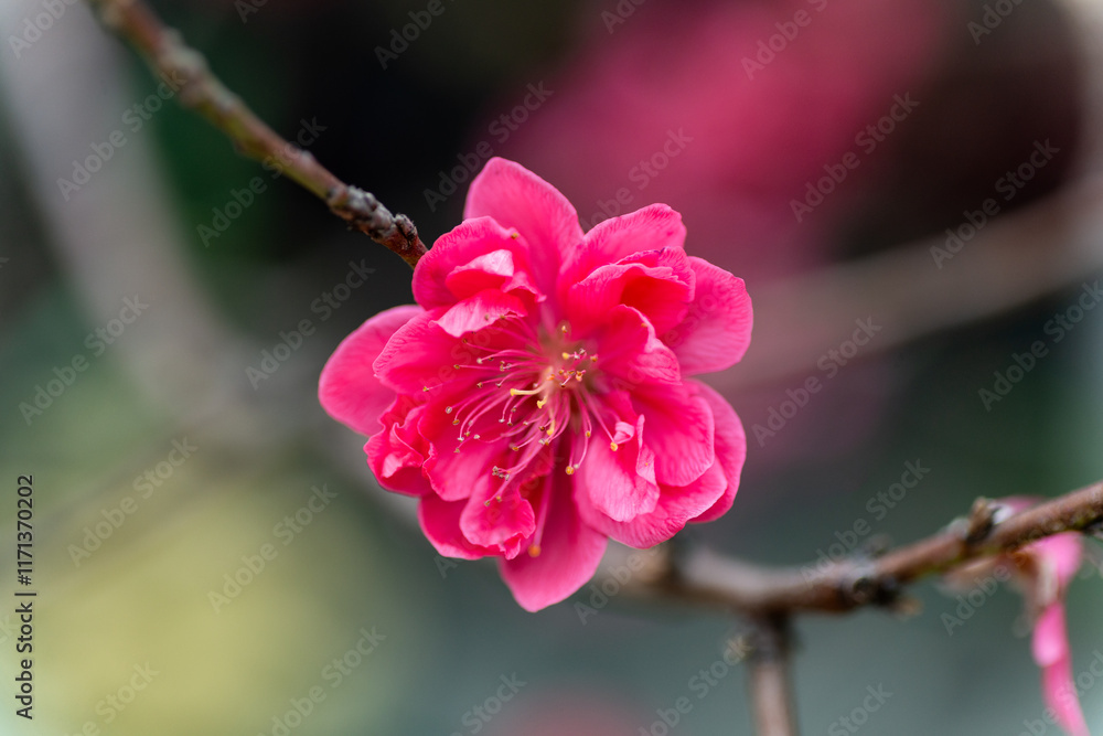 Beautiful Pink Peach Blossoms in a Garden Beautiful Pink Peach Blossoms in a Garden