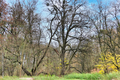 Poznań, Cybina Valley, protected nature area, area around the river in autumn with beautiful trees and lush vegetation photo