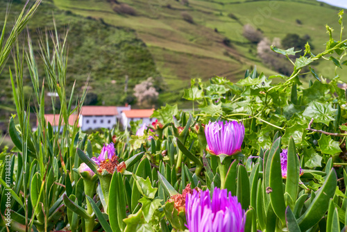 Hottentot figs in the fields of Basque country on a sunny day     photo