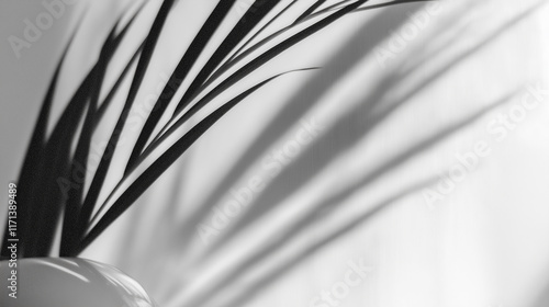 Palm leaves casting dramatic shadows on white wall in black and white