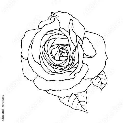 Line sketch, rose flower outline. Simple botanical elements. Vector graphics.