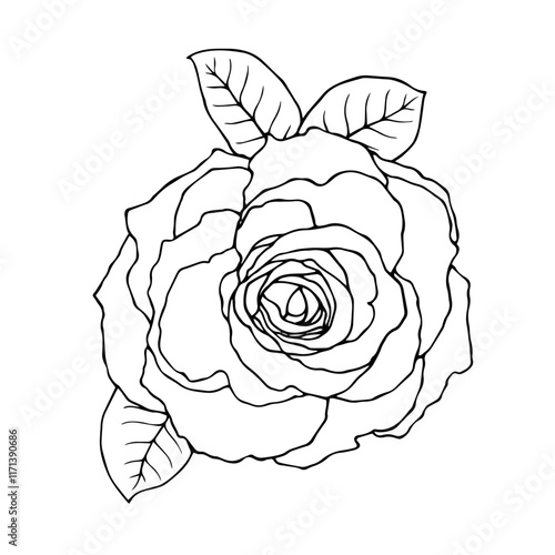 Line sketch, rose flower outline. Simple botanical elements. Vector graphics.