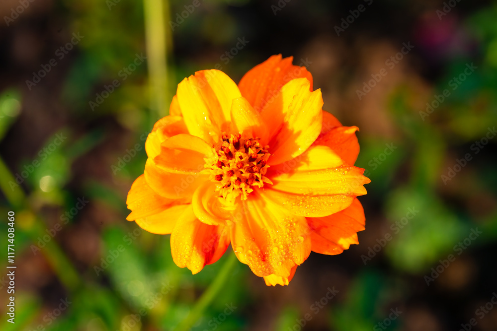 Beautiful cosmos flowers blooming in garden