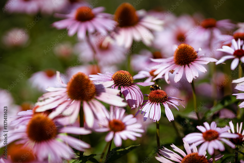 Beautifully colored flowers in spring. You can feel the warm and scents just from the pictures. Beautifully colored flowers in spring. You can feel the warm and scents just from the pictures.