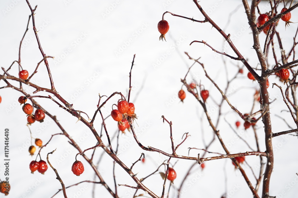 red berries on the snow in the mountains, Madesimo, Italy red berries on the snow in the mountains, Madesimo, Italy