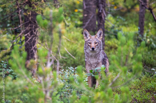 Beautiful wild Canadian coyote is looking attentively to find his next victim and hunt in Banff photo