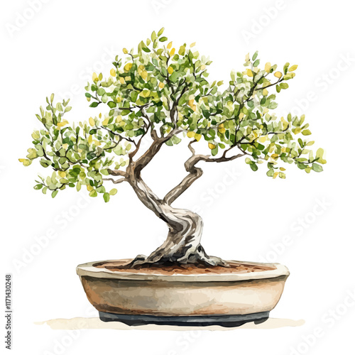 A watercolor vector painting of an Acacia Bonsai, isolated on a white background. Acacia Bonsai vector.

