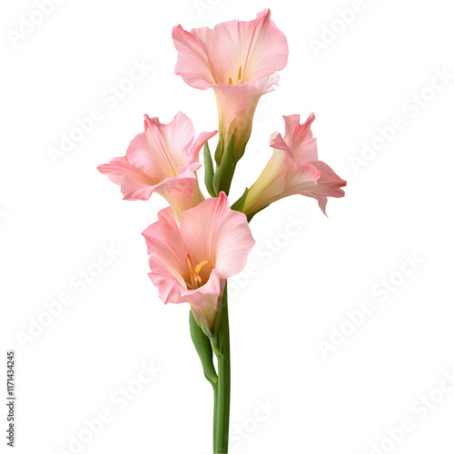pink tulips isolated on white background