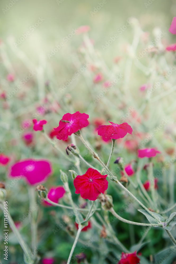 Vibrant pink wildflowers bloom in a tranquil meadow Vibrant pink wildflowers bloom in a tranquil meadow
