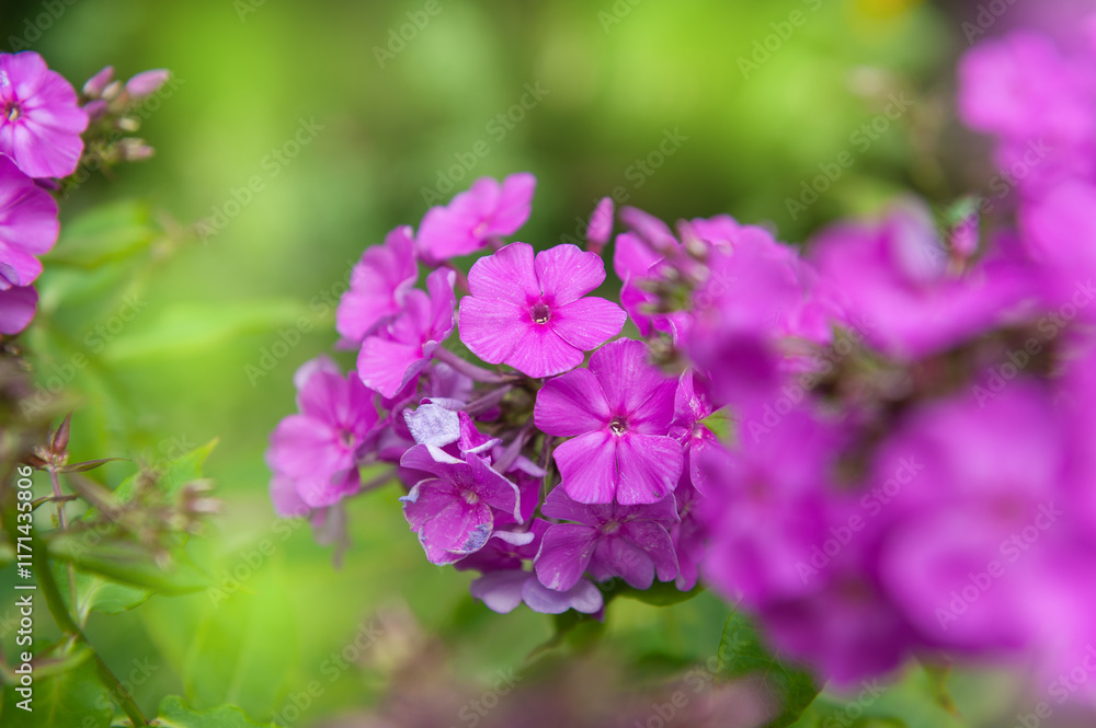 Vibrant pink phlox blossoms stand out in a lush garden Vibrant pink phlox blossoms stand out in a lush garden