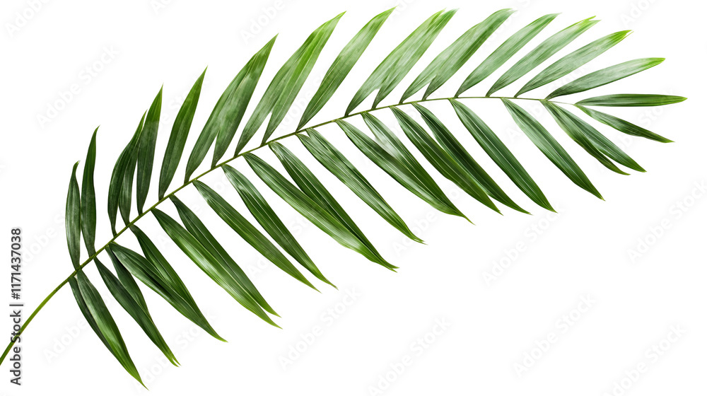 fern leaf isolated on white background fern leaf isolated on white background