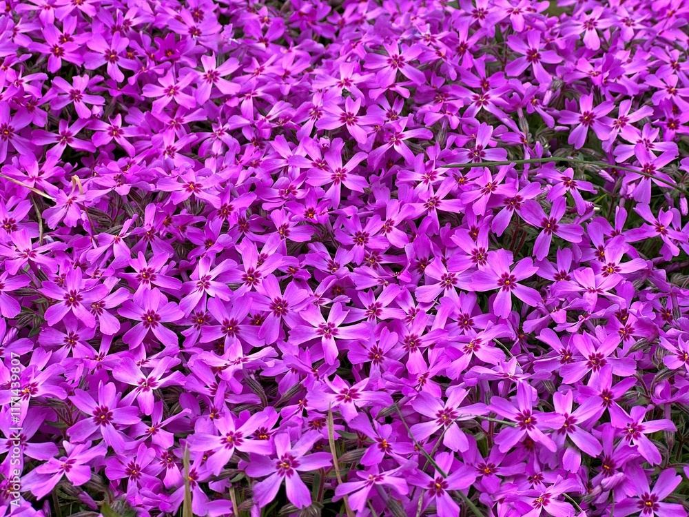 Obraz premium Phlox subulata creeping moss phlox pink flowers.