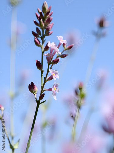 Blooming Willow herb flowers, Ivan chaj tea on blue sky. Willow herb meadow. Chamaenerion angustifolium flowers.Selective focus with shallow depth of field photo