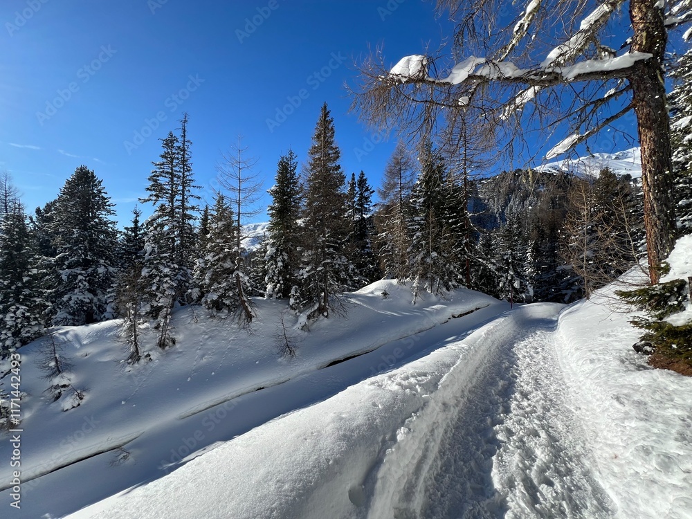 Fototapeta premium Excellently arranged and cleaned winter trails for walking, hiking, sports and recreation in the area of the tourist resort of Davos in the Swiss Alps - Canton of Grisons, Switzerland (Schweiz)