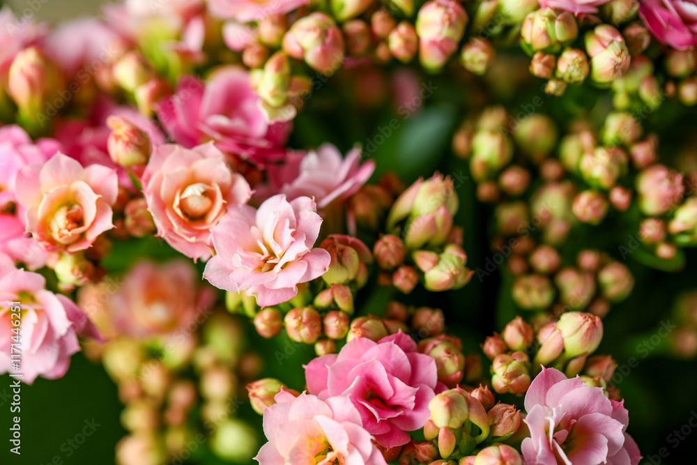 Beautiful pink kalanchoe flowers as background, closeup