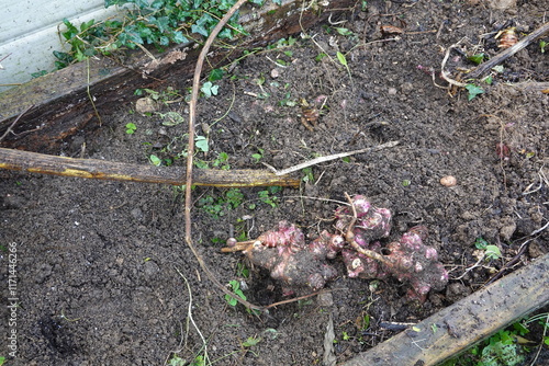 Harvesting jerusalem artichokes in a wooden planter box photo