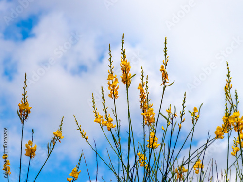 Flores, con el cielo al fondo
