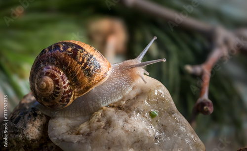 un caracol con un fondo defuminado