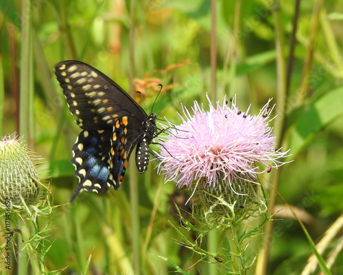 Papilio polyxenes - Black Swallowtail Butterfly - North American Pollinator Insect photo