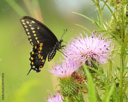 Papilio polyxenes - Black Swallowtail Butterfly - North American Pollinator Insect photo