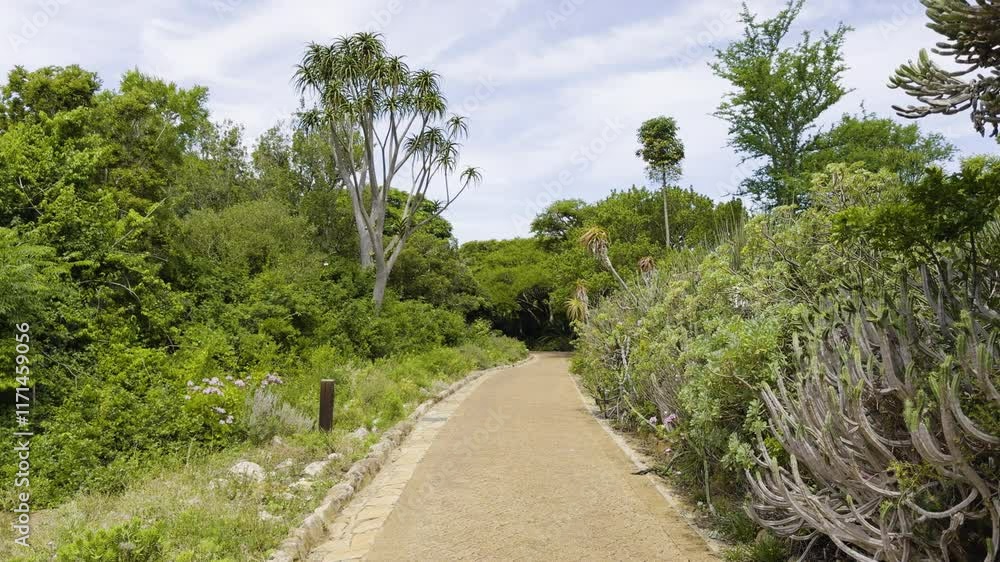 POV shot of walking down the pathway towards dense trees and bushes at Kirstenbosch National Botanical Garden in Cape Town, South Africa. POV shot of walking down the pathway towards dense trees and bushes at Kirstenbosch National Botanical Garden in Cape Town, South Africa.