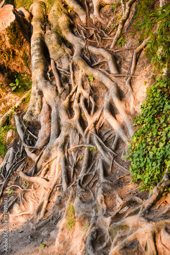 Radici di albero photo