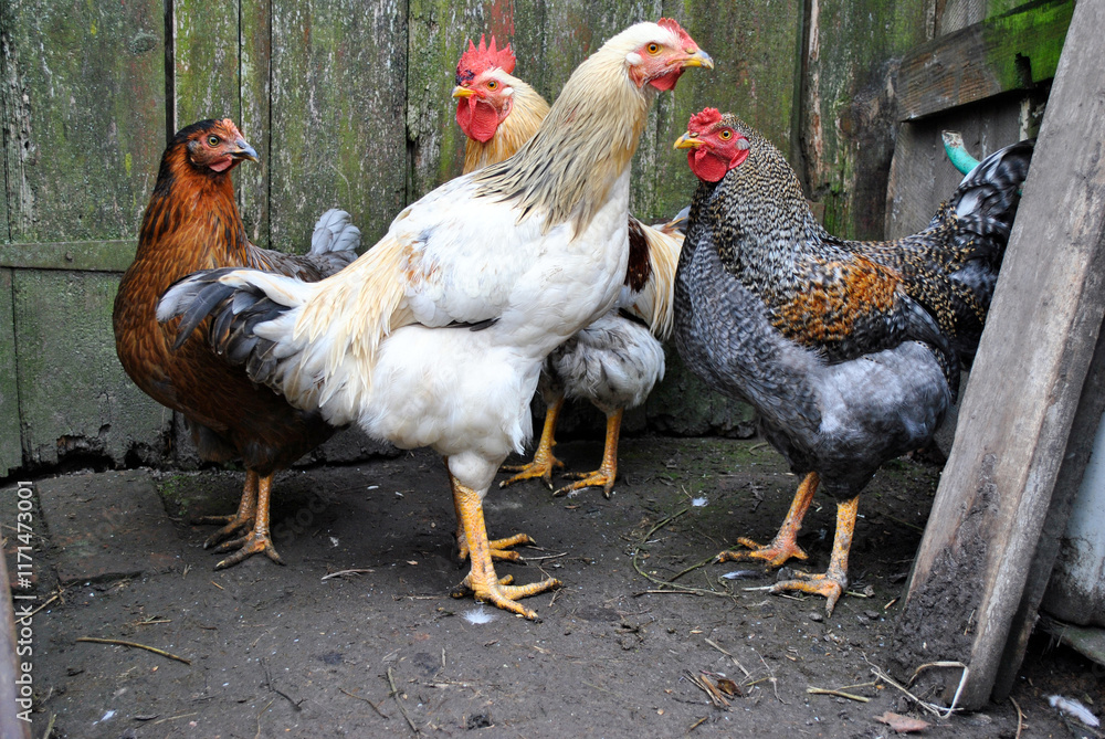 range chickens