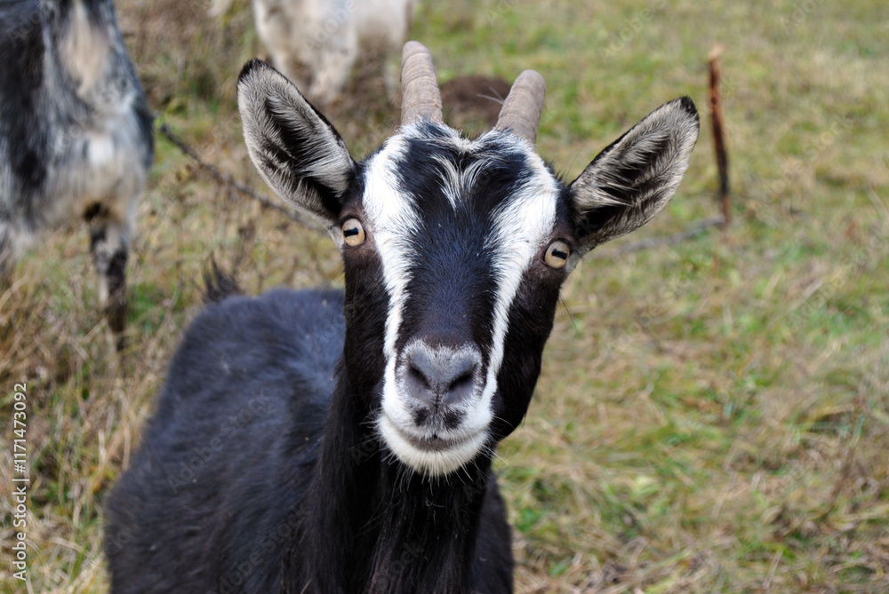 goat in the grass