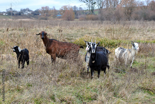 Obraz na płótnie goats in the field w salonie