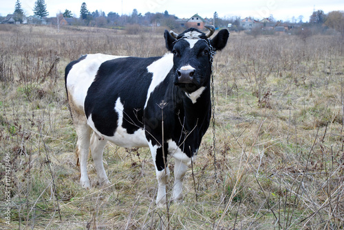 Obraz na płótnie cow in a field w salonie