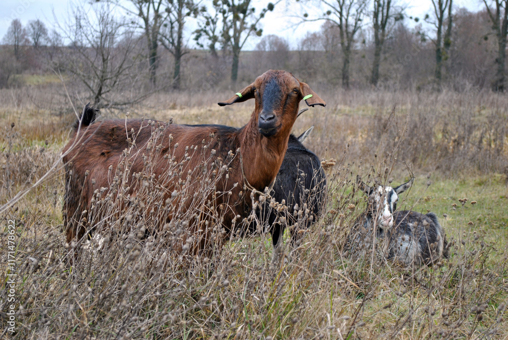 goats in the field