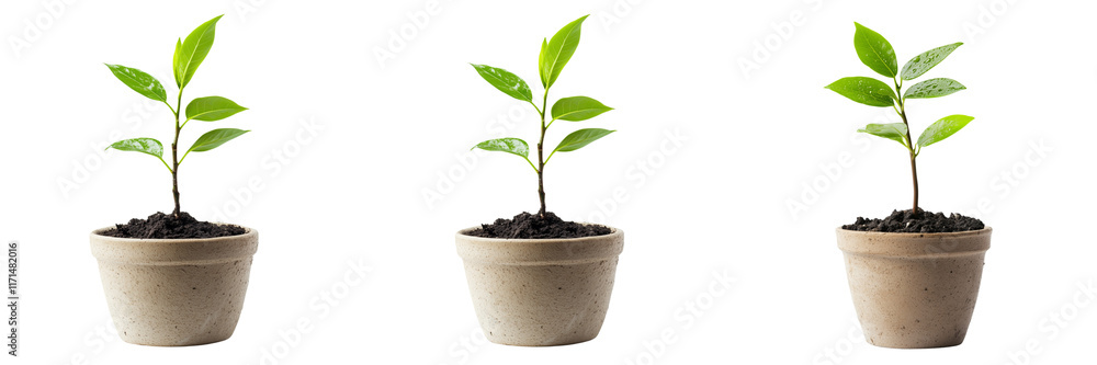 Set of A close-up of a small plant with vibrant green leaves sitting in a white pot with the word 'plant' printed on a transparent background, Set of A close-up of a small plant with vibrant green leaves sitting in a white pot with the word 'plant' printed on a transparent background,