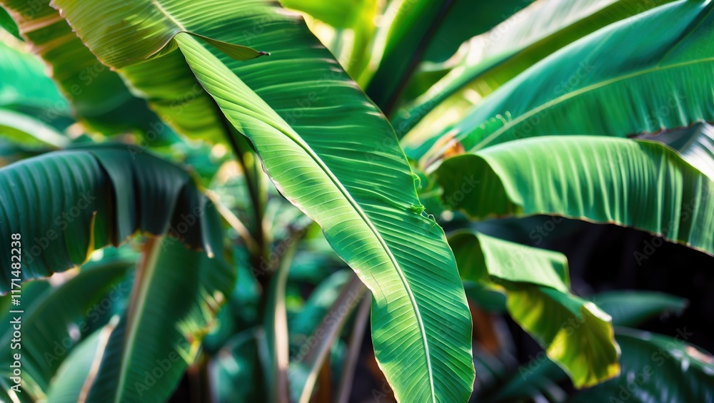 Obraz premium Lush Banana Leaves in Sunlight