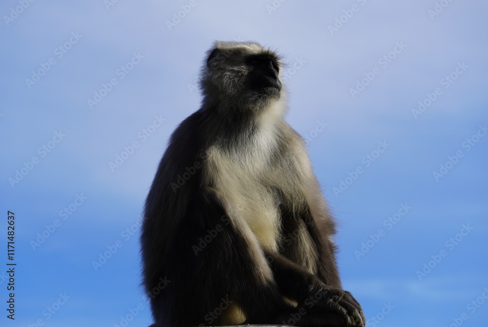 Fototapeta premium Semnopithecus - Langur
