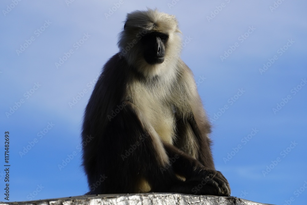 Obraz premium Semnopithecus - Langur